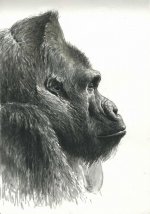 Flachland-gorilla-portrait-.jpg