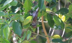 2012 10 27 Sunbird sp_Kirstenbosch Botanical Gardens_Cape Town_South Africa_NR0001a.JPG