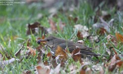 thrush,grey_backed_002.jpg