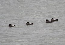 Falcated Ducks.jpg