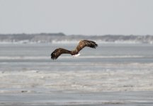 White-tailed Sea Eagle.jpg