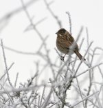 Hopwood Bunting low.jpg