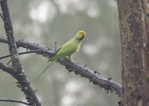 rose-ringed parakeet4.jpg