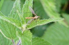 Spotted-Crane-fly,-25-6-10.jpg