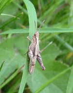 Grasshopper,-25-6-10.jpg