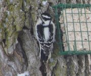 downy woodpecker.jpg