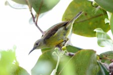 1 0309 Borneo, Bako NP.jpg