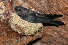 5 Borneo, Kinabalu NP - Poring Hot Spring.jpg