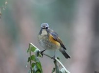 bluetail,red_flanked_001.jpg
