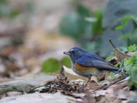bluetail,red_flanked_003.jpg