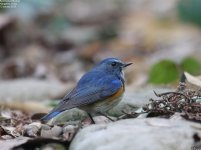bluetail,red_flanked_004.jpg