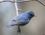 bluetail,red_flanked_005.jpg