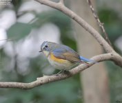 bluetail,red_flanked_006.jpg