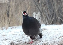 pheasant,brown_eared_004.jpg