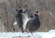 pheasant,brown_eared_006.jpg