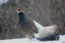 pheasant,brown_eared_008.jpg