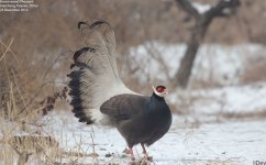 pheasant,brown_eared_012.jpg