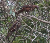 brown cuckoo-dove 30 12 12 lake barrine (8).JPG