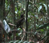 tooth billed bowerbird lake barrine 30 12 12 (7).jpg