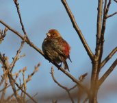 Pallas's Rosefinch.jpg