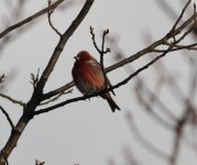 Pallas's Rosefinch 2.jpg