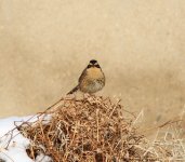 Siberian Accentor.jpg