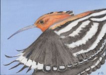 Hoopoe Flight 22.11.12.jpg