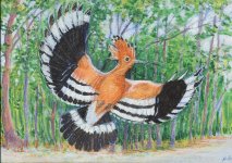 HOOPOE IN FLIGHT 22.11.12.jpg