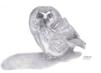 northern-saw-whet-owl2.jpg