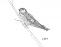 violet-green- swallow-male2.jpg