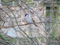 Tree Sparrow 1.jpg