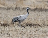 Common Crane.jpg