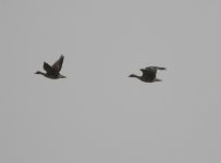 Greater White-fronted Goose.jpg