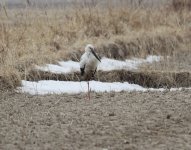 Oriental Stork.jpg