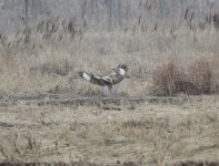 Upland Buzzard.jpg