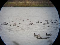 Pochard flock (800x602).jpg