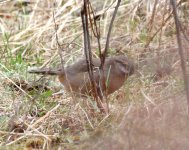 sukatschev's laughingthrush.jpg