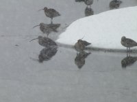 2. curlew 19th Jan 13.JPG