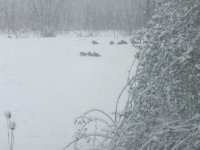 3.snipe in snow 19th Jan 13.JPG