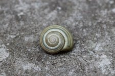 Snail 1 - photo 1.jpg