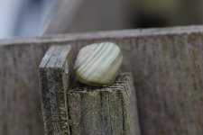 Snail 1 - photo 2.jpg