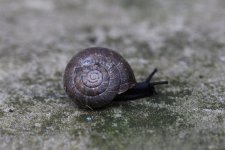 Snail 2 - photo 1.jpg