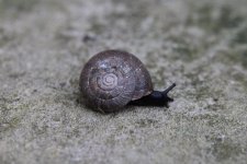 Snail 2 - photo 2.jpg