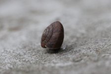 Snail 2 - photo 3.jpg