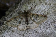 Pale Brindled Beauty.jpg