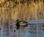 mallard1_potteric%2Bcarr9jan2013.jpg