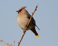 Bohemian Waxwing.jpg