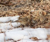 Pallas's Rosefinch.jpg