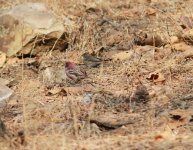 Pallas's Rosefinch 2.jpg