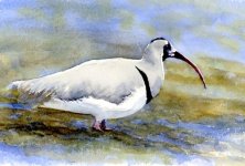 ibisbill001.jpg